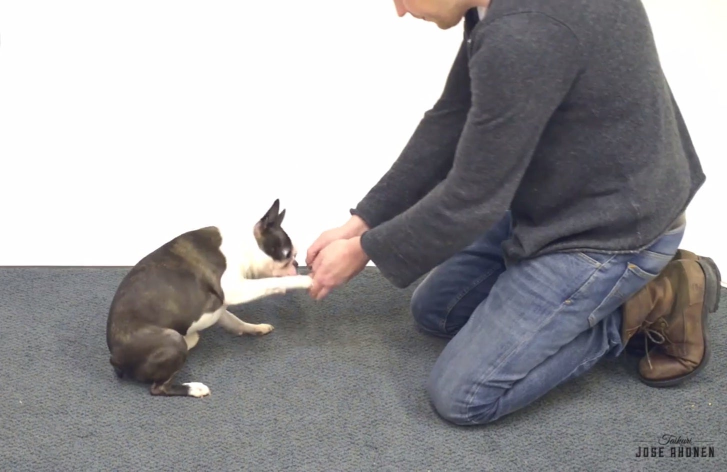 A terrier volunteers for a magic trick