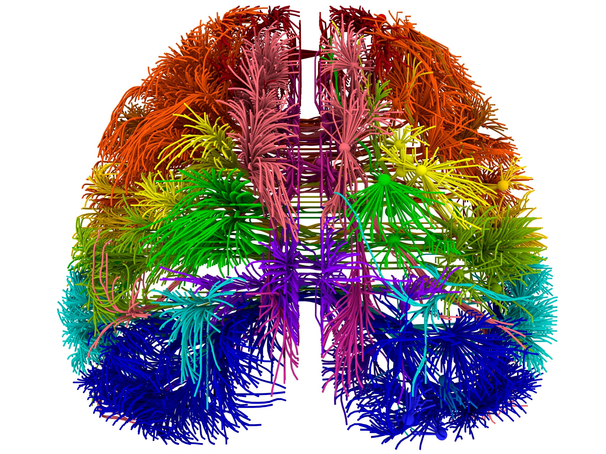 A top-down view of the connections between several distinct cortical areas, visualized using Allen Institute software, unrelated to the new study