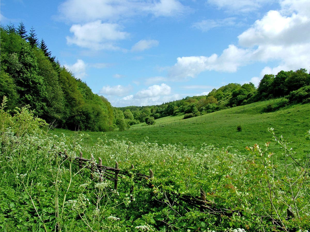 Wildife Trusts: Britain's grasslands face greatest ever threat from