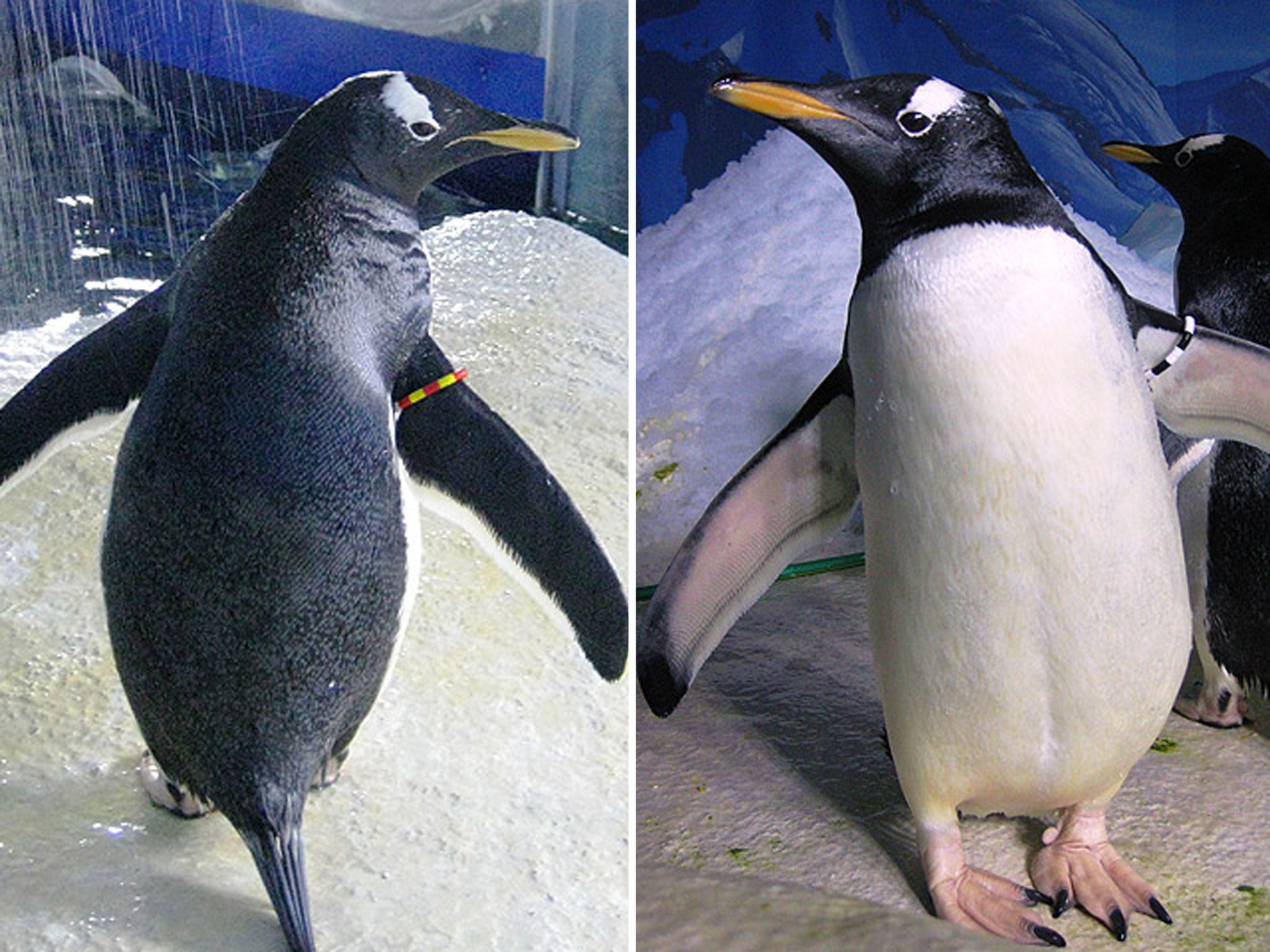 Penelope (left) and Missy are believed to be Ireland's first gay penguin couple, after they started exhibited classic courting behaviour
