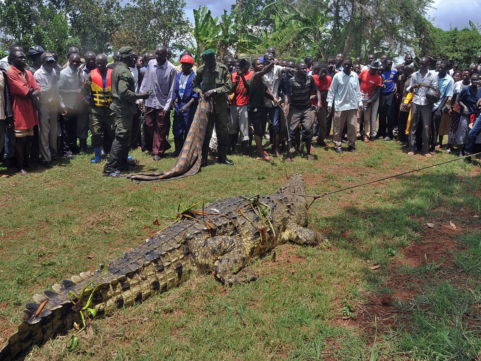This picture taken on March 31, 2014 shows residents of the Kakira village, in the Jinja District of eastern Uganda, gathering to look at a crocodile after it was captured by Uganda Wildlife Authority (UWA) staff. 