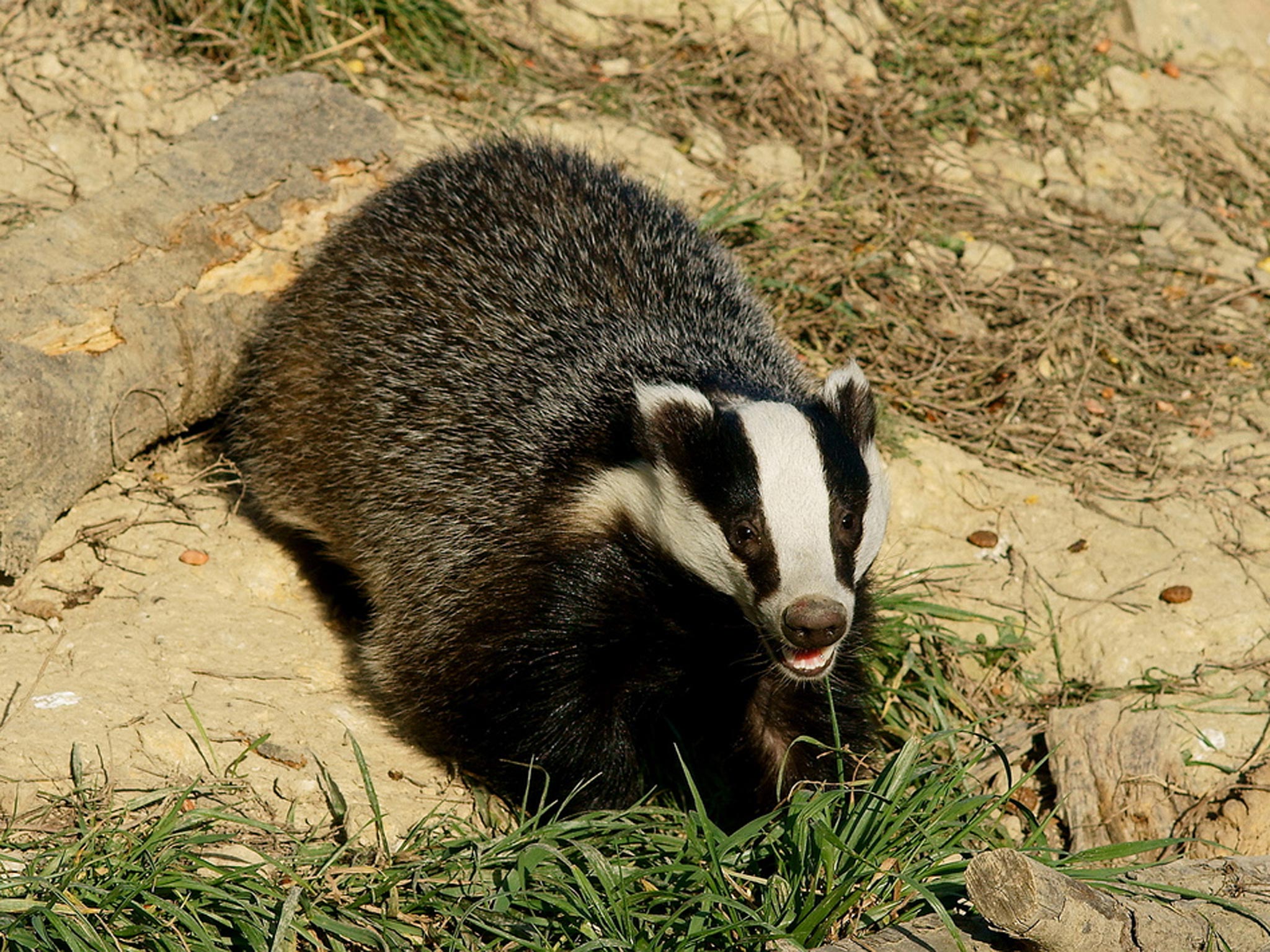 Plans to extend the badger cull have been put on hold after Defra deemed it to be unsafe and ineffective