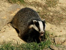 Badger cull ‘not safe, effective or humane’, says Defra