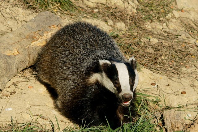 Two terriers owned by Sean Ward had injuries consistent with being used for badger-baiting