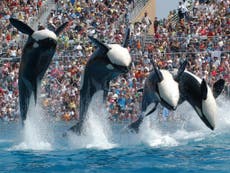I greeted SeaWorld's orca announcement with a sigh of relief