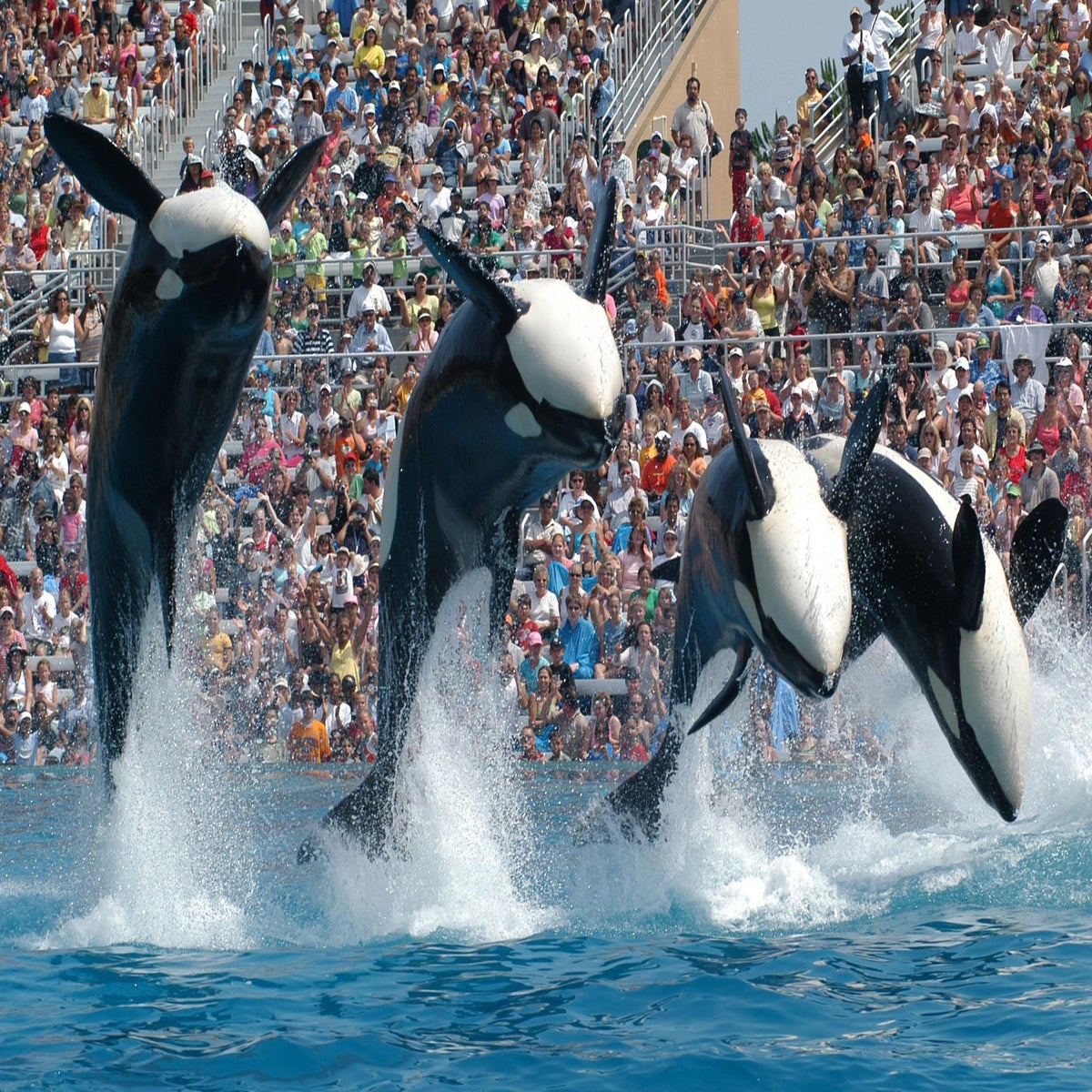 Fewer seats mean greater value for Dolphins