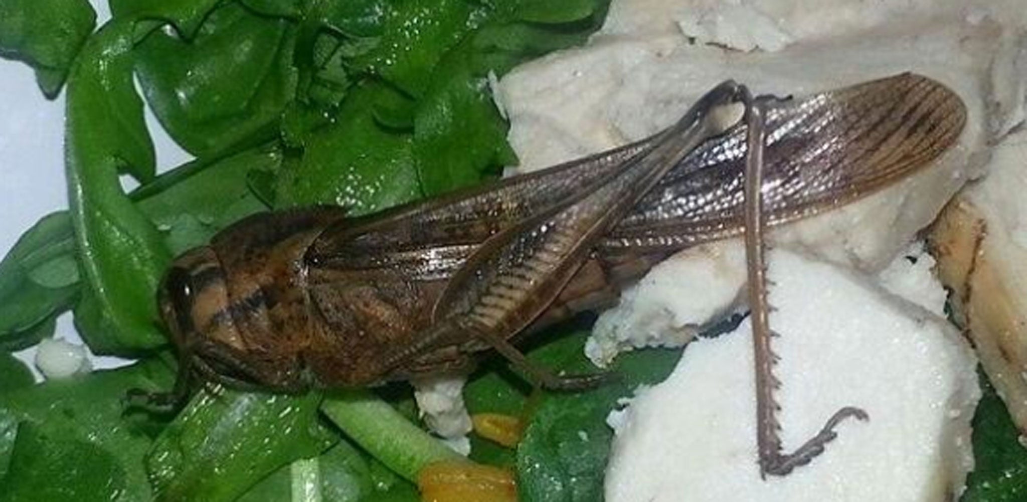 The locust Ms Baker discovered in her lunch