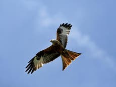 RSPB doubles reward to £10,000 in hunt for birds of prey poisoner
