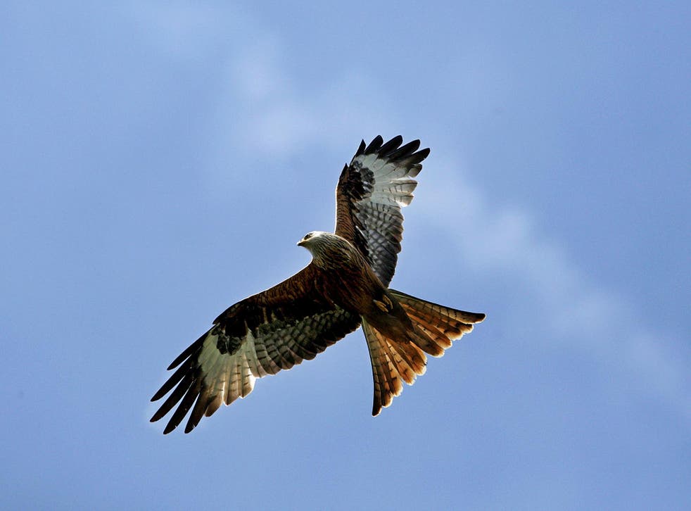 The bodies of four buzzards and 12 red kites discovered in the past two weeks