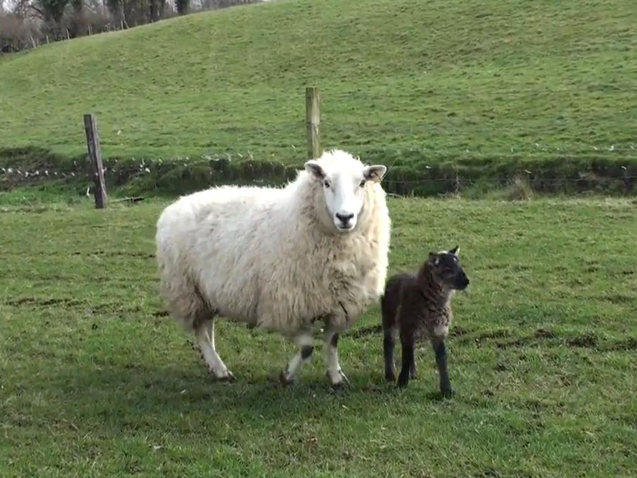 A rare goat-sheep hybrid has been born on an Irish farm, much to the surprise of a farmer who said the ‘geep’ is thriving since its birth