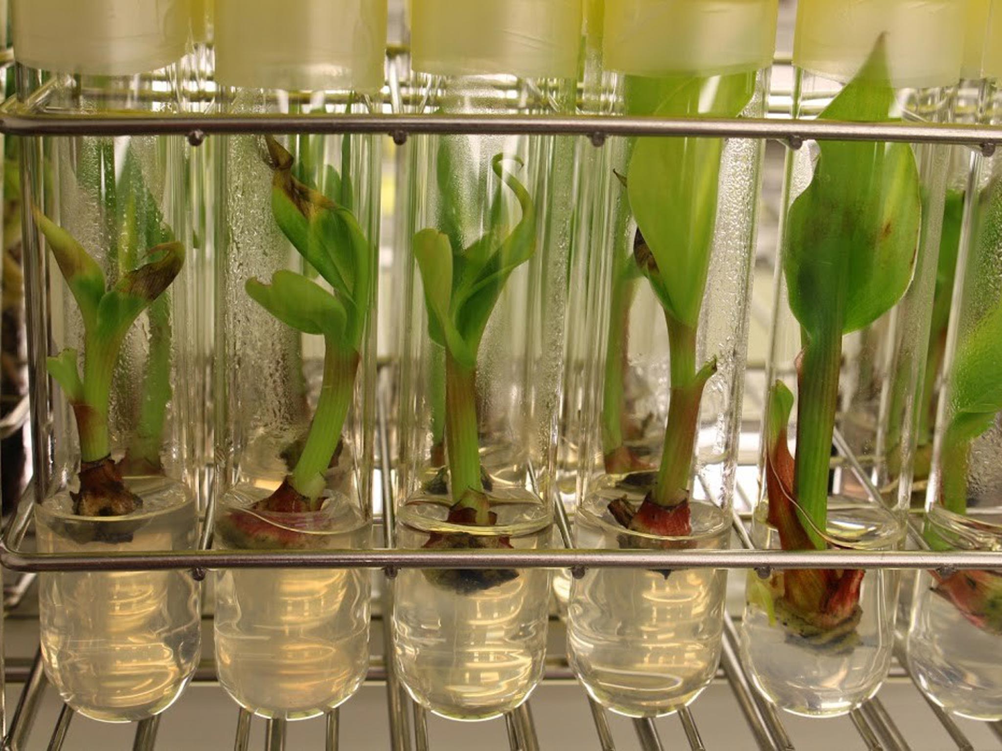 A lab holding the World Banana Collection at the University of Leuven