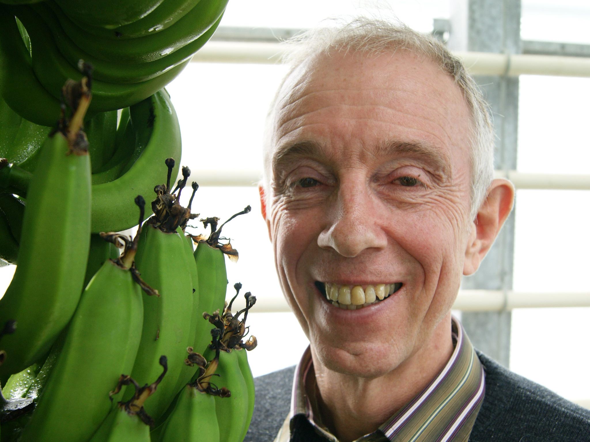 Professor Rony Swennen, leading banana expert based at the University of Leuven