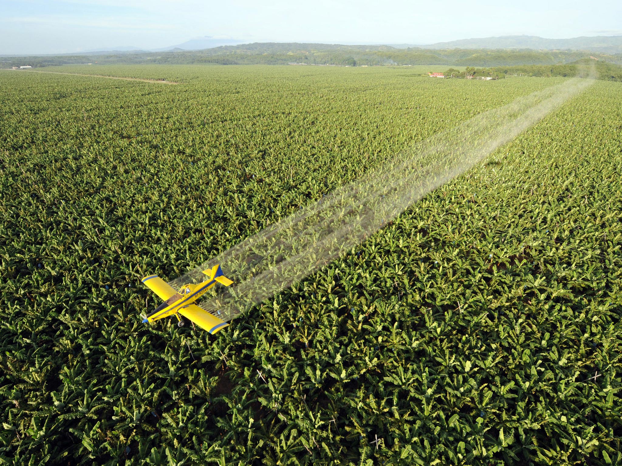 A aircraft sprays fungicide over a plantation