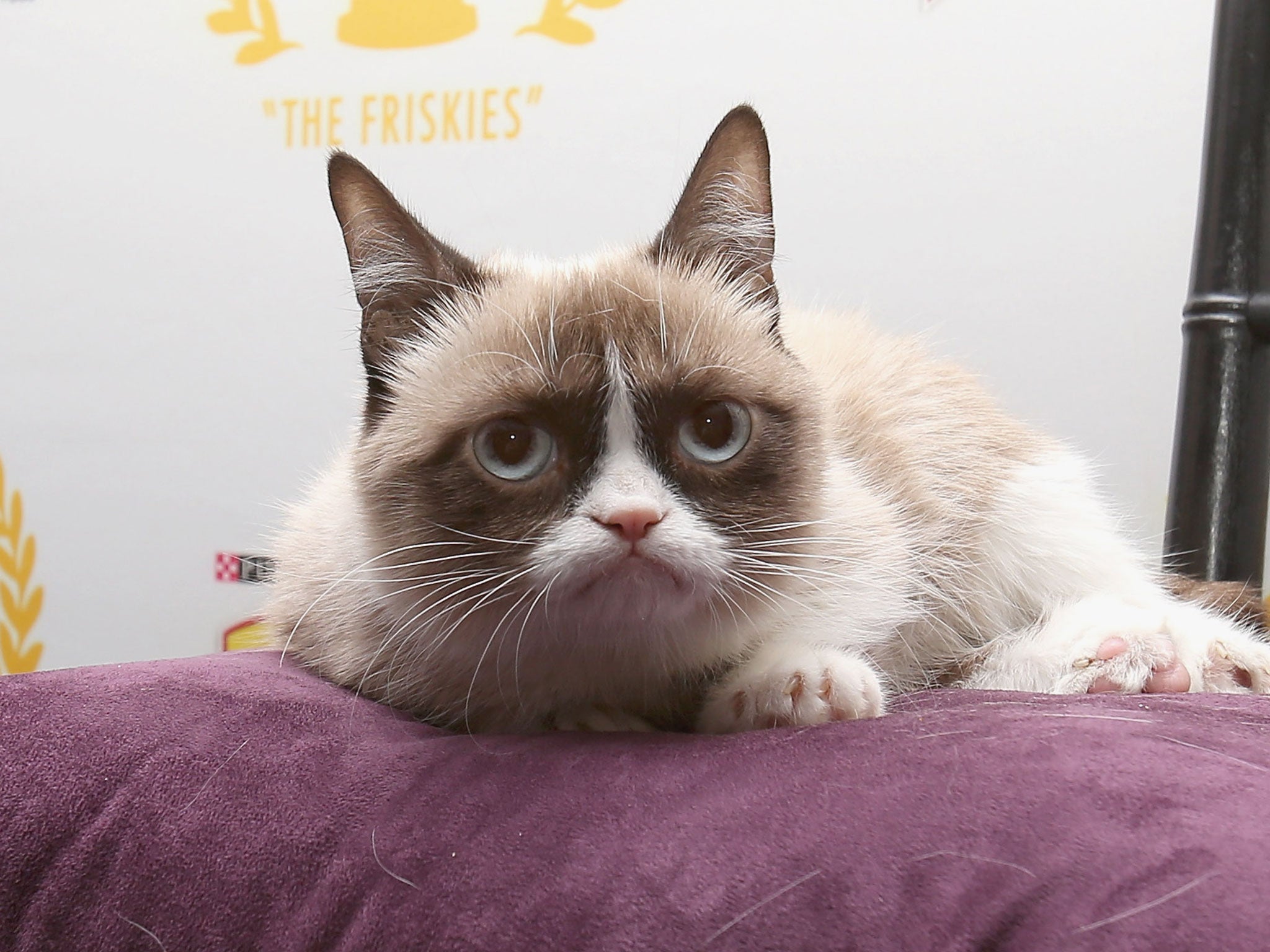 Grumpy Cat poses on a purple pillow