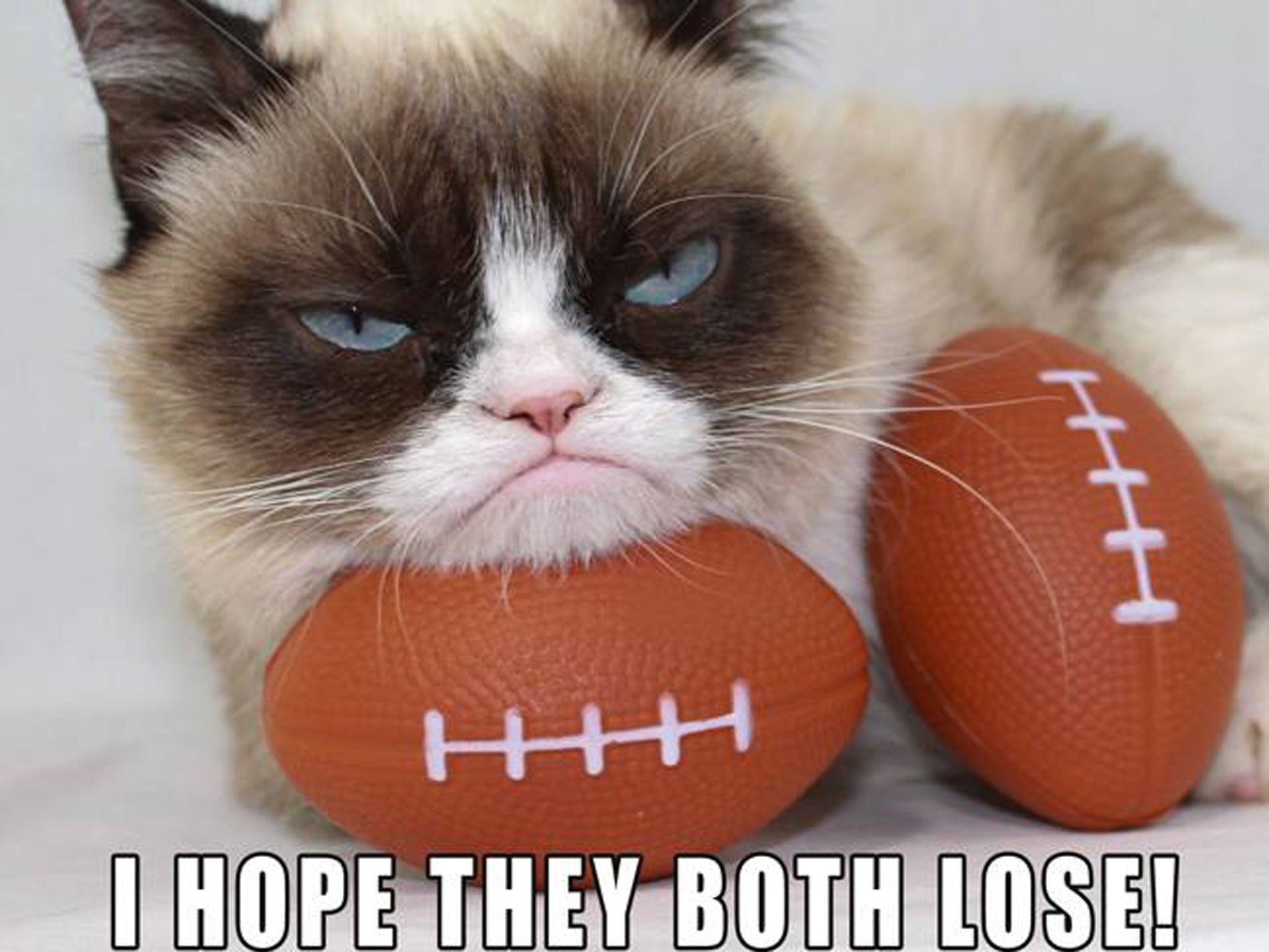 Image result for super bowl cat meme"