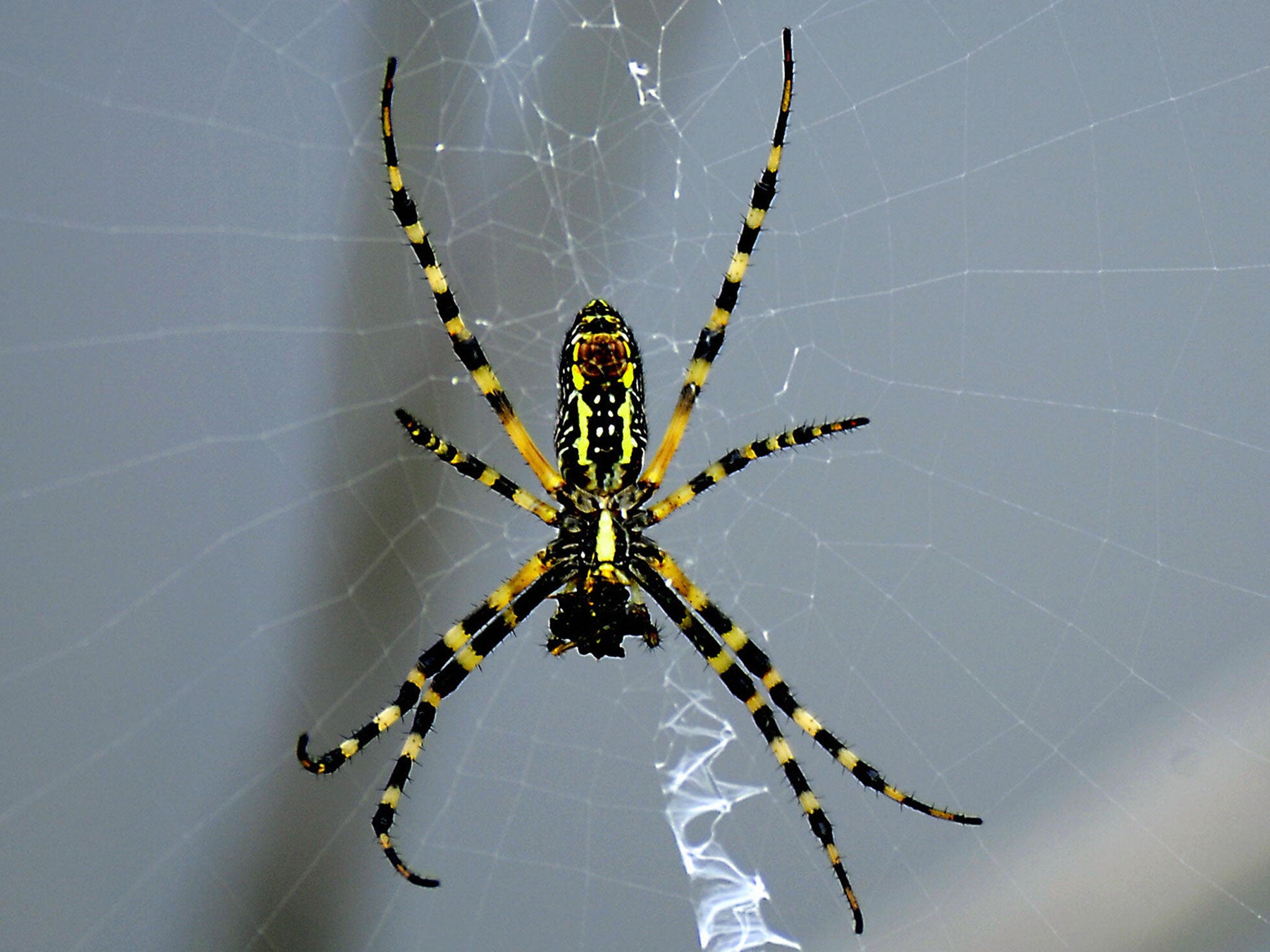 A black and yellow garden spider in its web near the space shuttle Discovery sitting on launch pad 39-A on August 25, 2009 at the Kennedy Space Center in Florida. The launch was scrubbed for a second time due to a faulty liquid hydroden valve that became