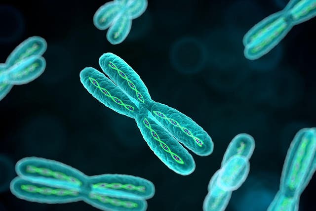 Telomeres are found at the tip of each chromosome and are important for its function
