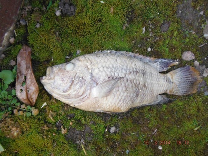 Residents in Telford have been informed ‘fishy smells’ erupting from sewers in the area were actually thanks to the presence of sharp toothed, carnivorous piranhas.