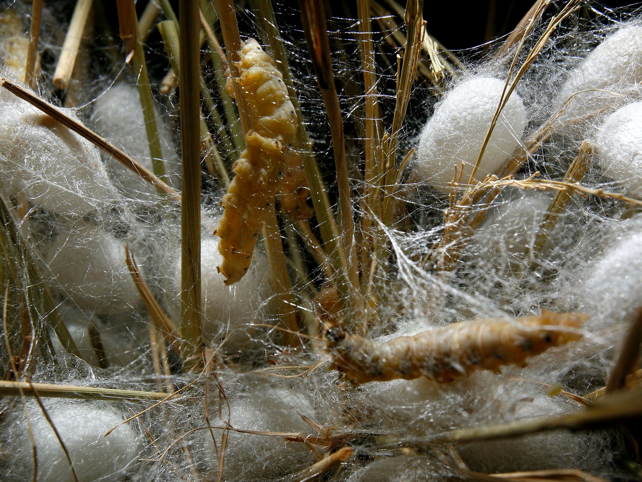 Silkworms spin cocoons among straws in a silk farm in China.