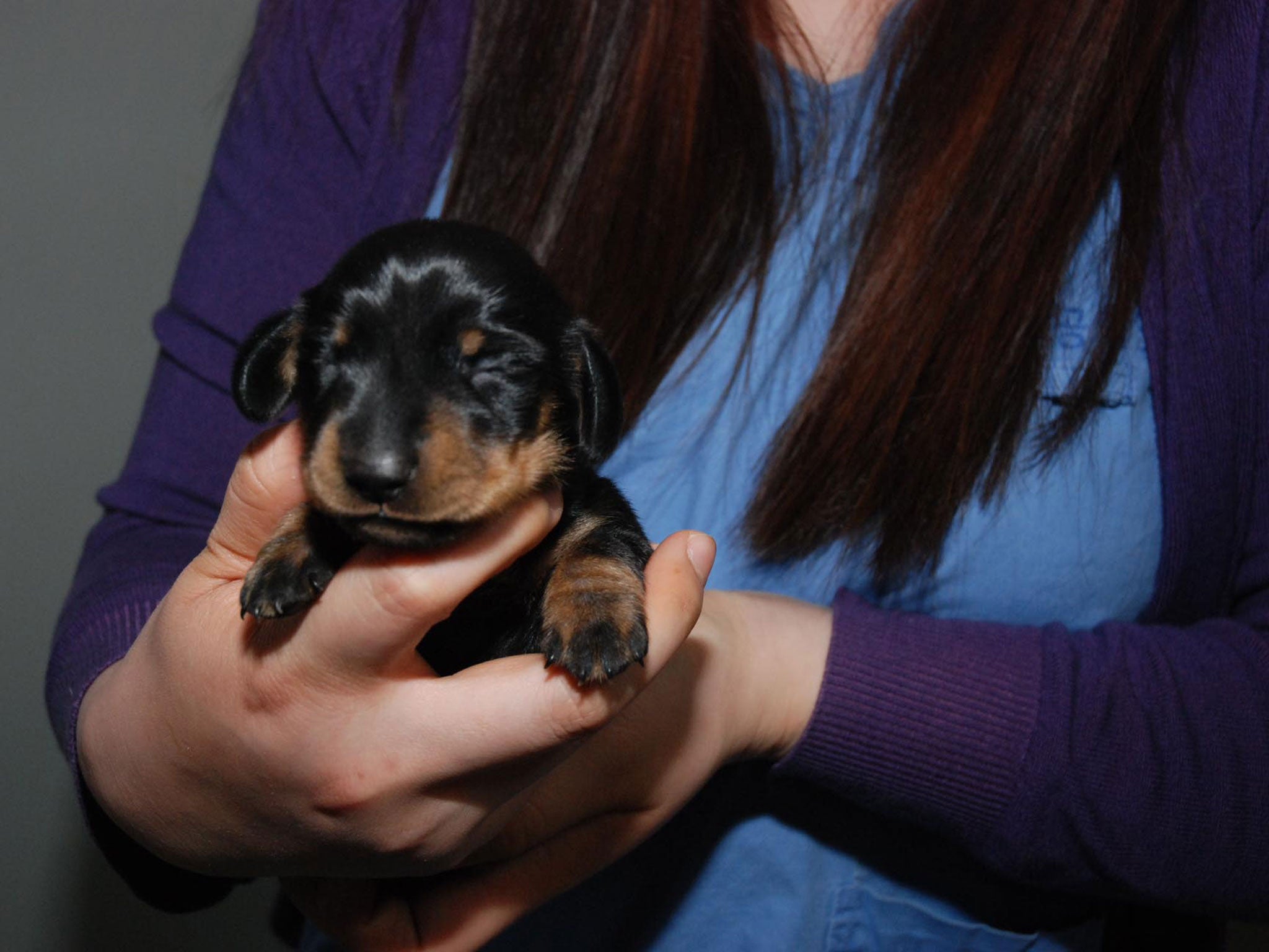 Cloned puppy