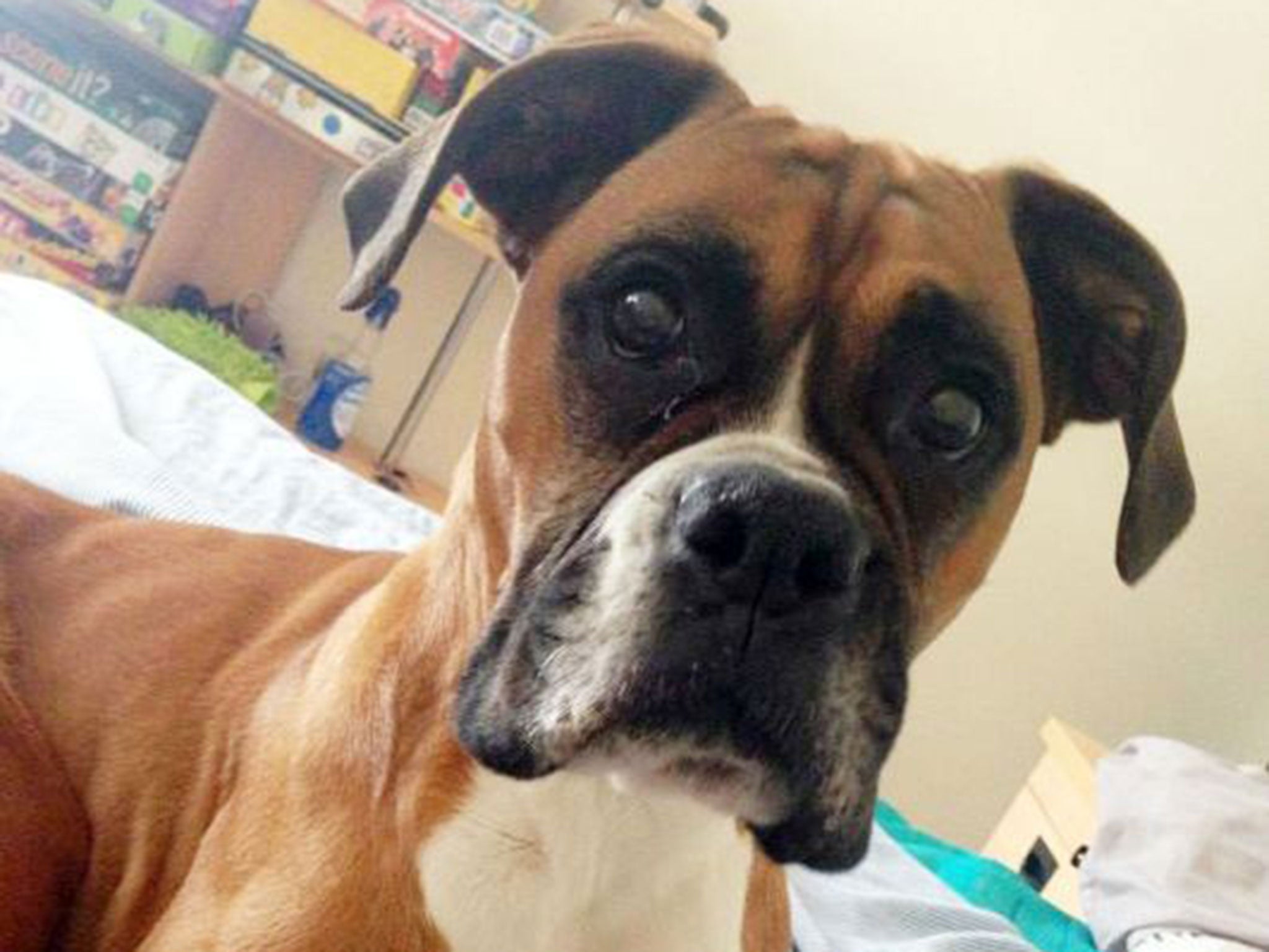 Roxy the five-year-old boxer locked her pet dog in a kitchen and left it to die by trainee solicitor Katy Gammon. The photograph was issued by her former boyfriend Adam Taylor