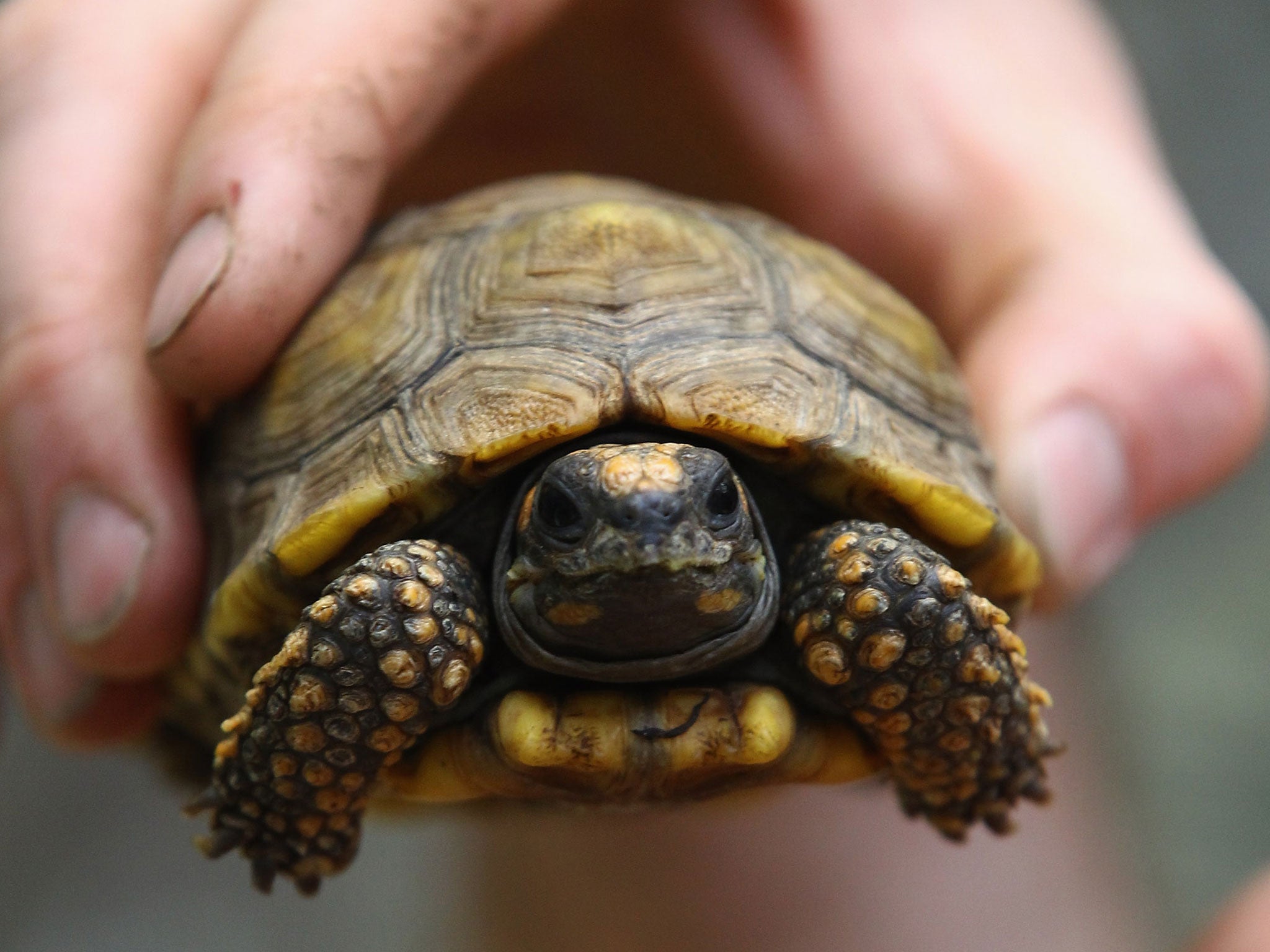 A zoo keeper holds a Yellow Footed Tortoise, unrelated to Tommy who was trapped on Wednesday