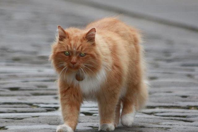 Hamish McHamish, St Andrews' town cat, goes for a stroll