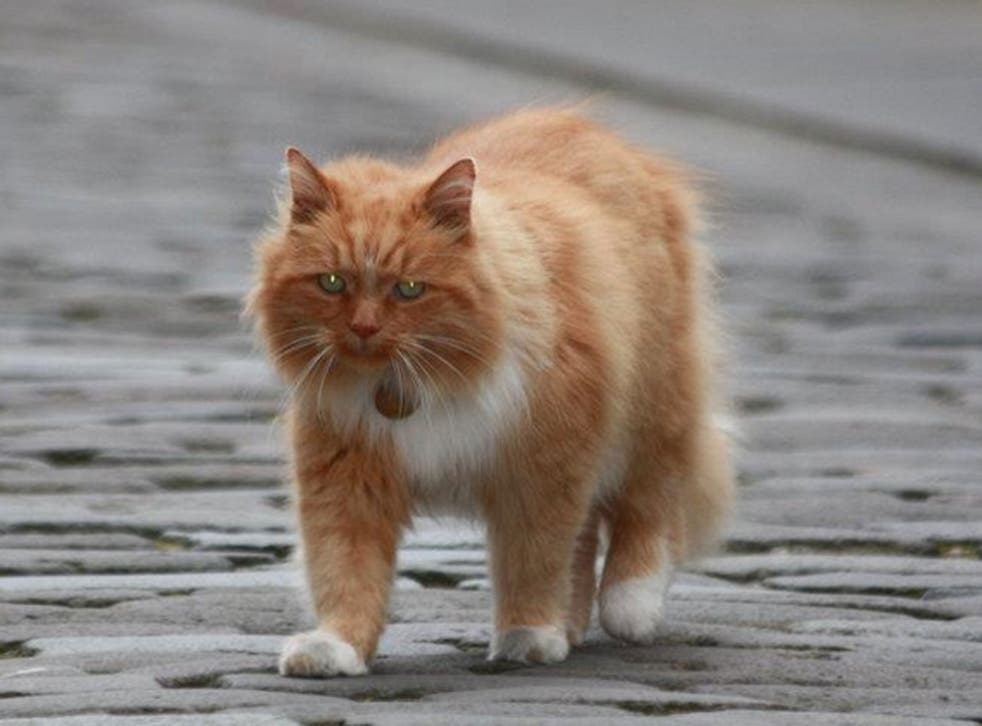 Hamish McHamish, St Andrews' town cat, goes for a stroll
