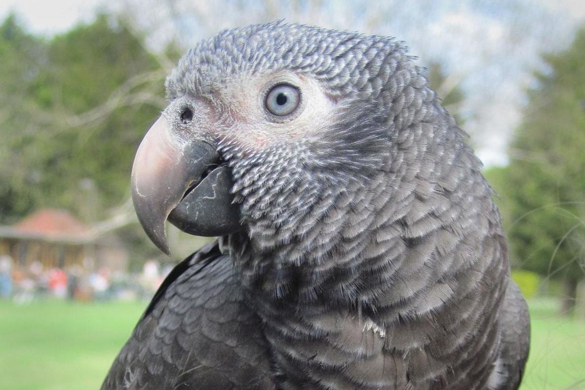 An African Grey parrot similar to the one thought to have witnessed the Michigan murder