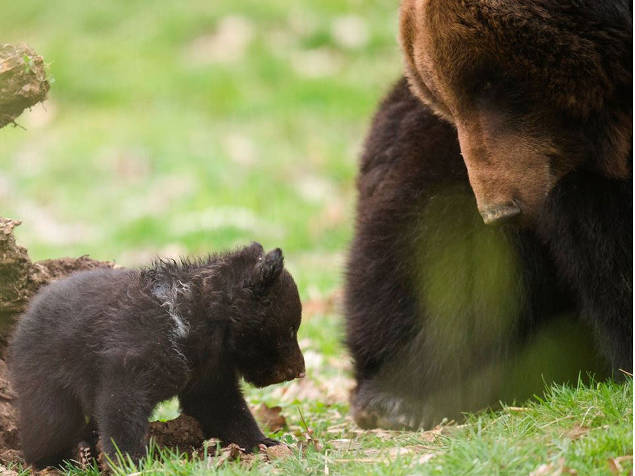 Почему мишка без родителей. Бурый медведь в зоопарке. Медведица ругает медвежонка. Бурый Медвежонок в зоопарке. Медвежонок с родителями.
