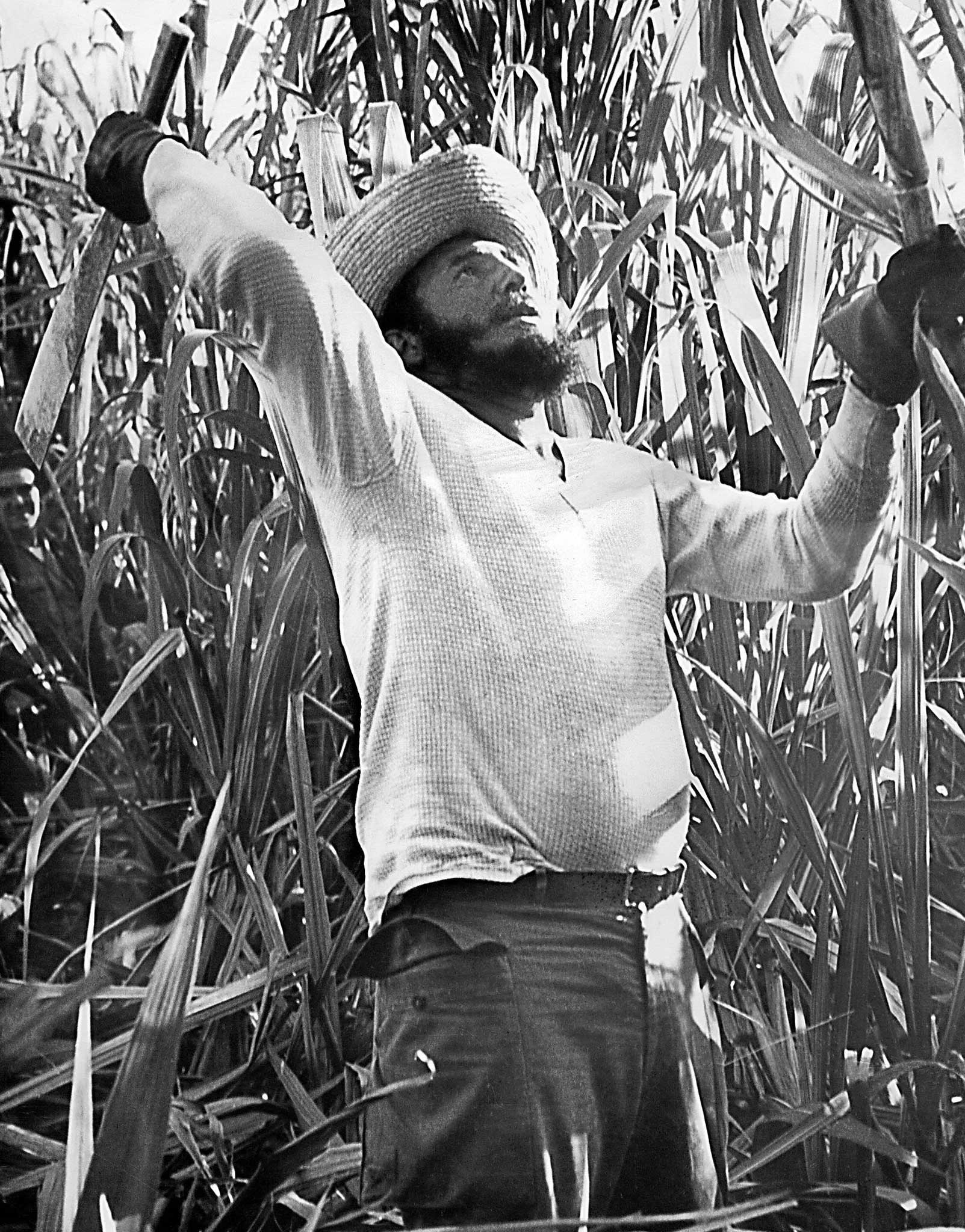 Ripe for revolt: Fidel Castro pictured cutting sugar cane in a field near Havana