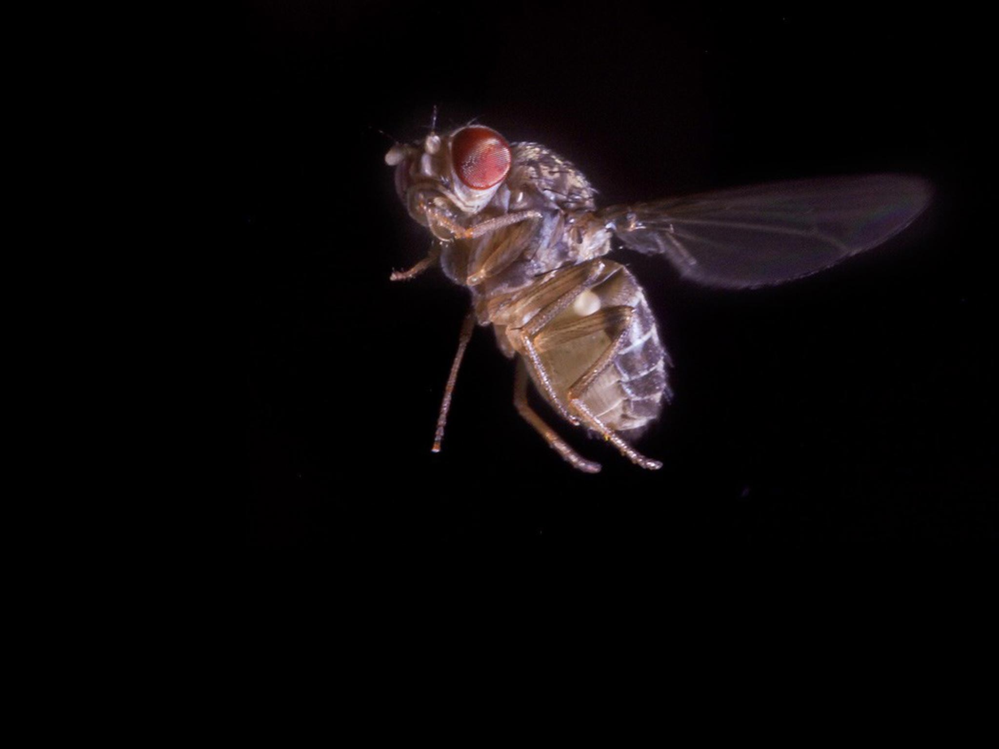 The fruit fly, Drosophila hydei, which behaves like a fighter jet when trying to escape a predator, scientists have found