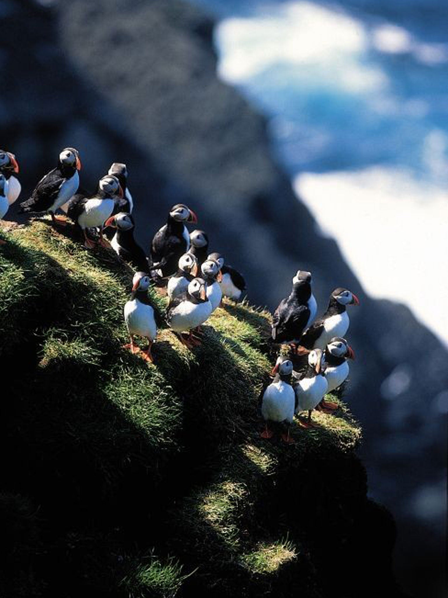 Cliff notes: Puffins in Vestmanna