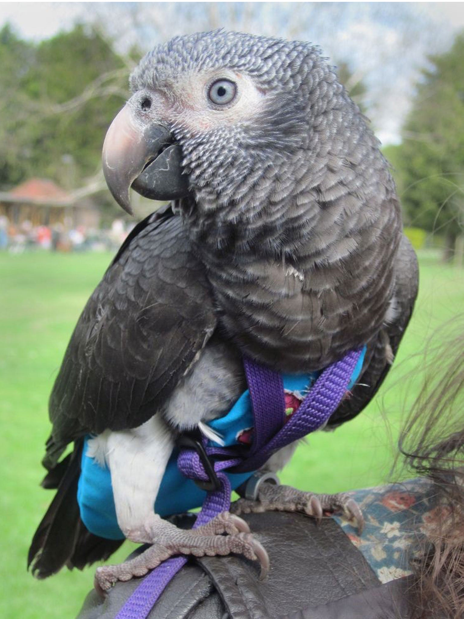 Wunsy, the African grey parrot