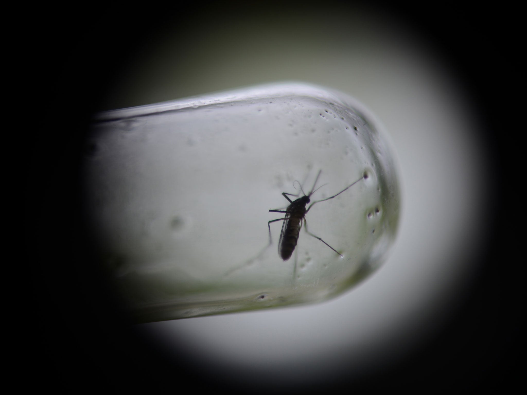 Last year Brazil reported 1.4 million cases of dengue fever, which is carried by the Aedes aegypti mosquito 