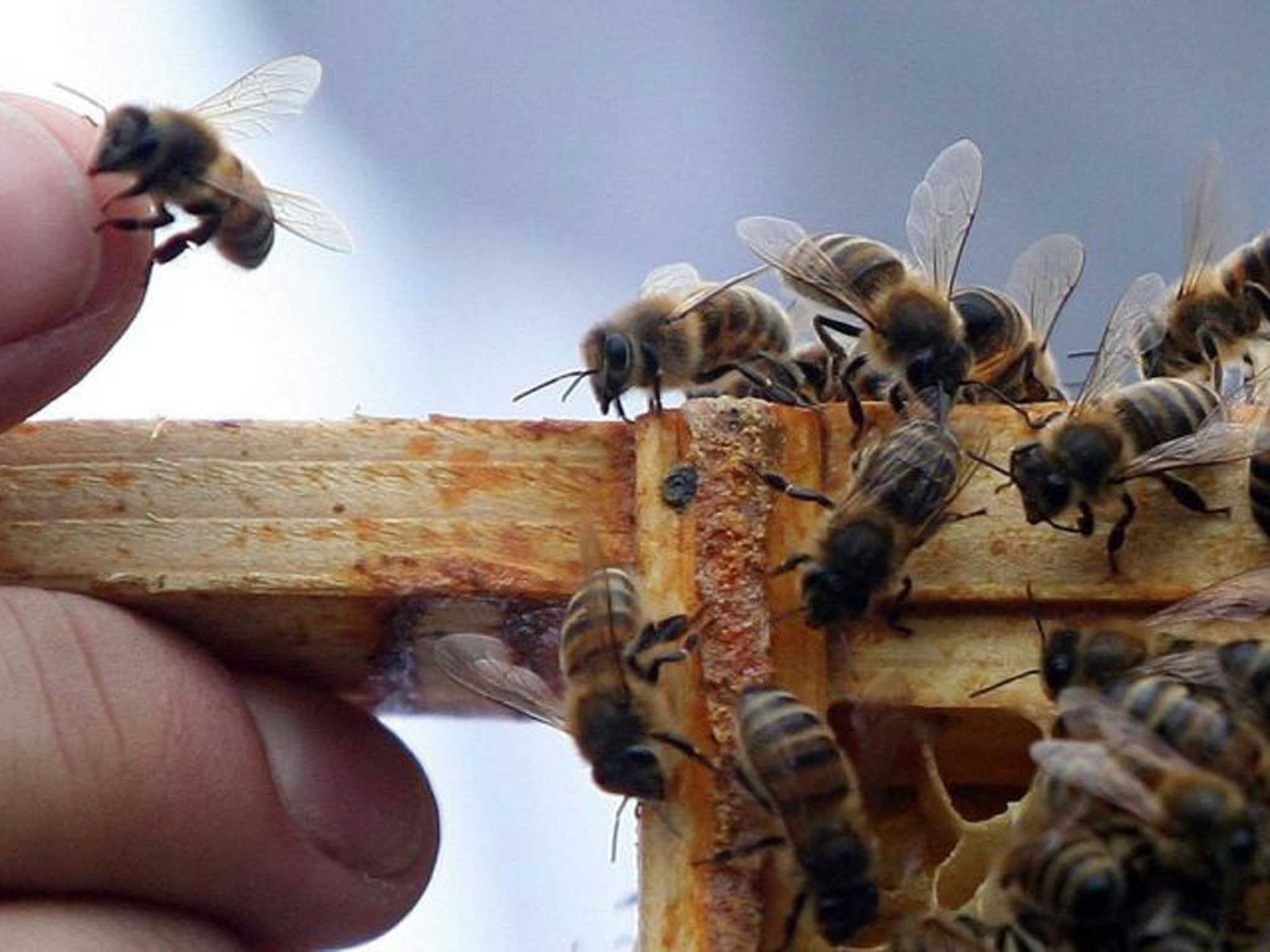 A new study covering 17 EU countries says that far more honeybees are dying in the UK and other parts of northern Europe than in Mediterranean countries