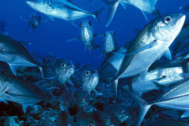 Fish could be rendered more vulnerable to predators by ocean acidification caused by carbon emissions, a report has found