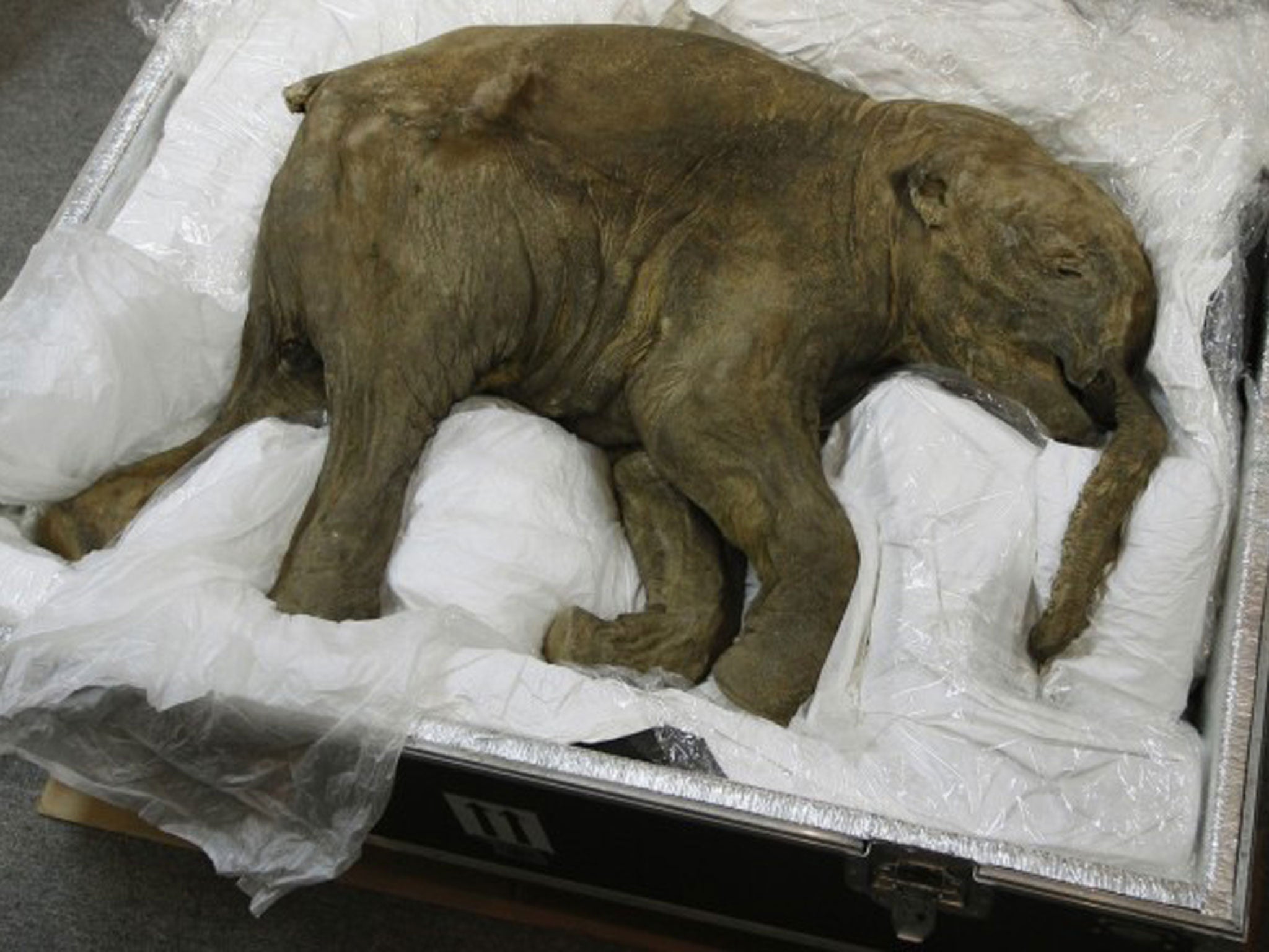The baby mammoth, found in Siberia by a reindeer herder in 2007, is little larger than a dog, and has been nicknamed Lyuba.