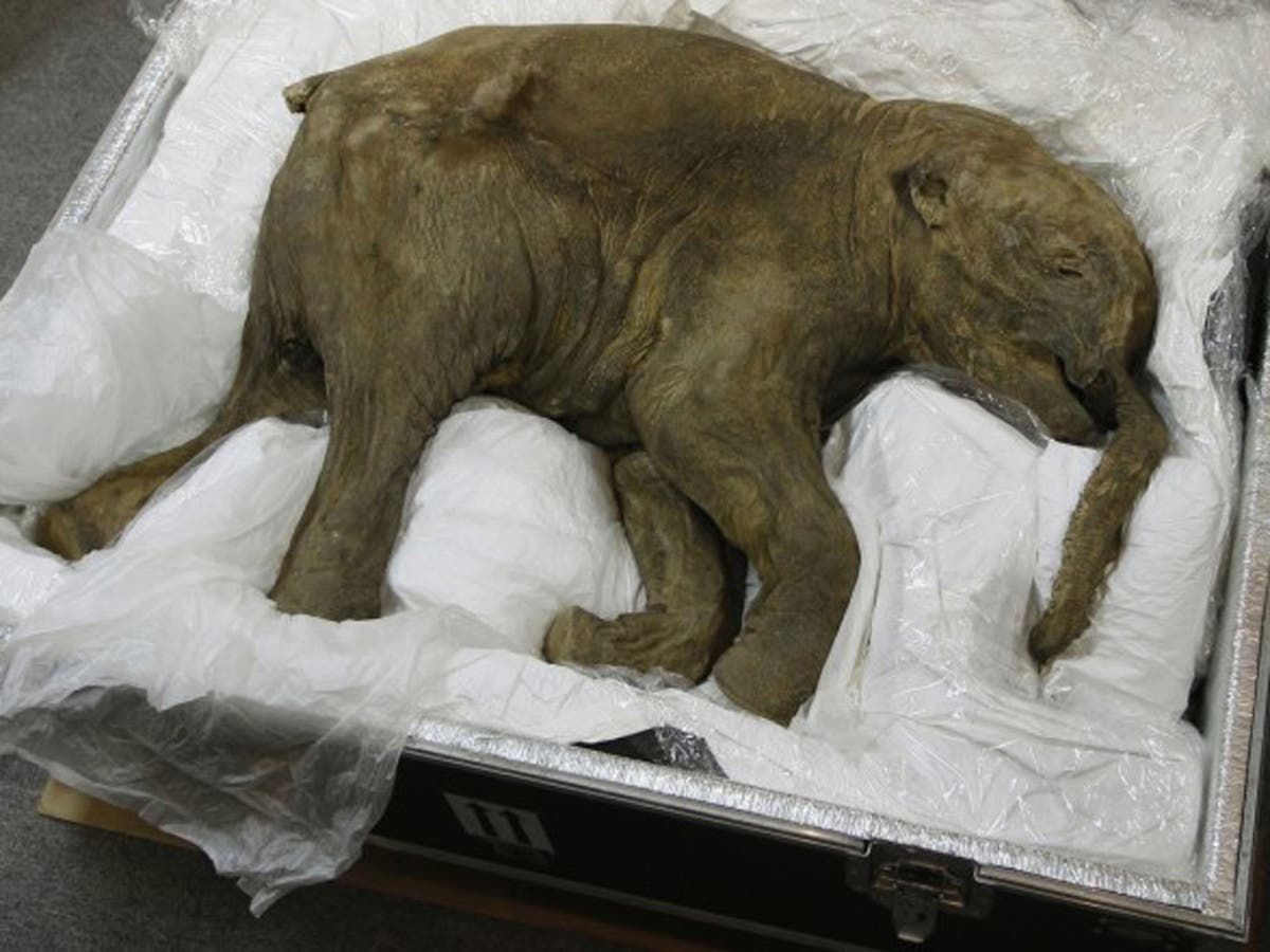 World's most complete preserved mammoth to go on display in London ...