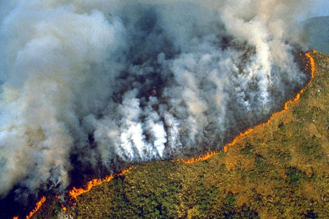 Intensive logging makes rainforest fires more likely as the Earth warms