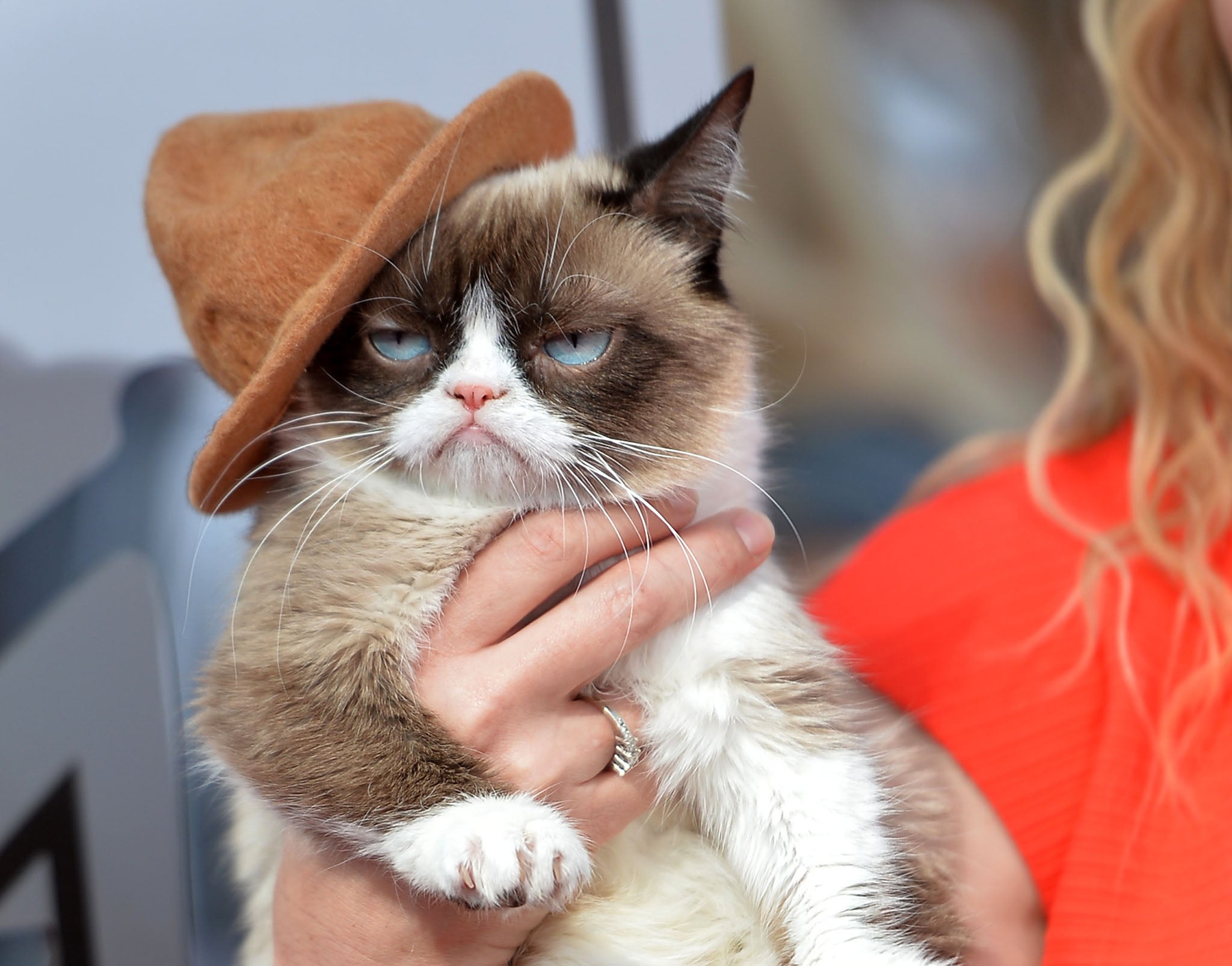 Grumpy Cat, another cat who has become an internet sensation