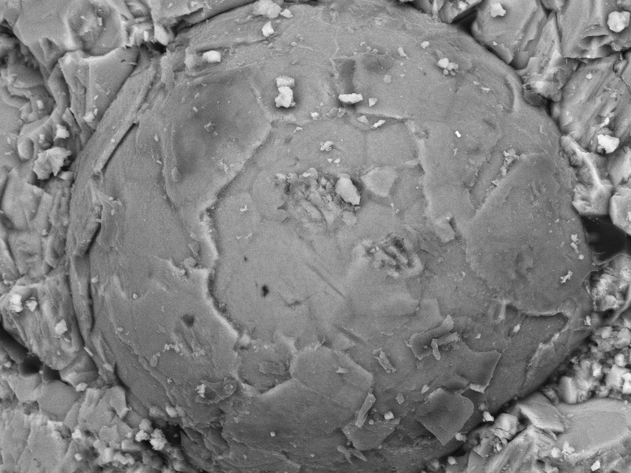 Cambrian embryo fossil exposed by acid etching on rock surface. Polygonal structure on surface indicative of blastula-stage of development.