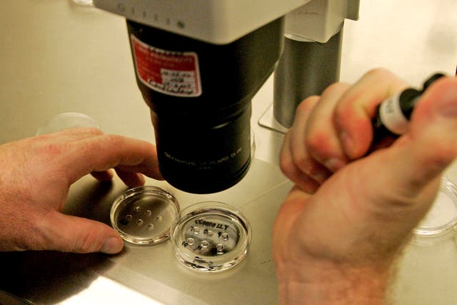 An embryologist examines human embryos at an IVF clinic