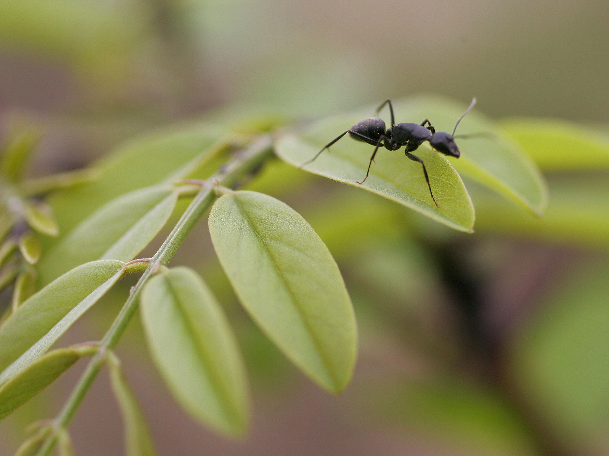 An ant sits on a leaf.
