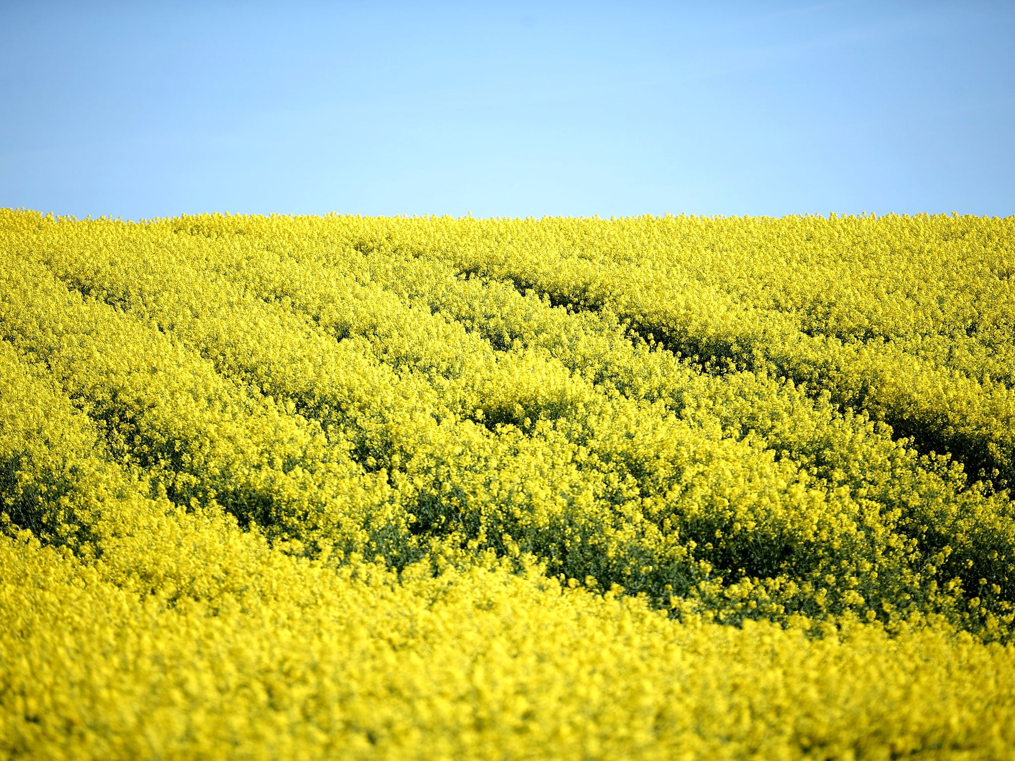 Rapeseed blooms in the sunshine in a field close to the village of Whitegate in Cheshire in Whitegate
