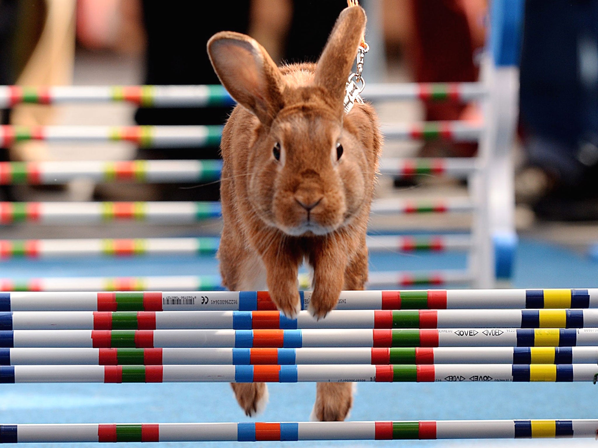 Inspired by equestrian jumping events, rabbit enthusiasts in the Czech Republic organized a bunny hop competition as an early Easter celebration