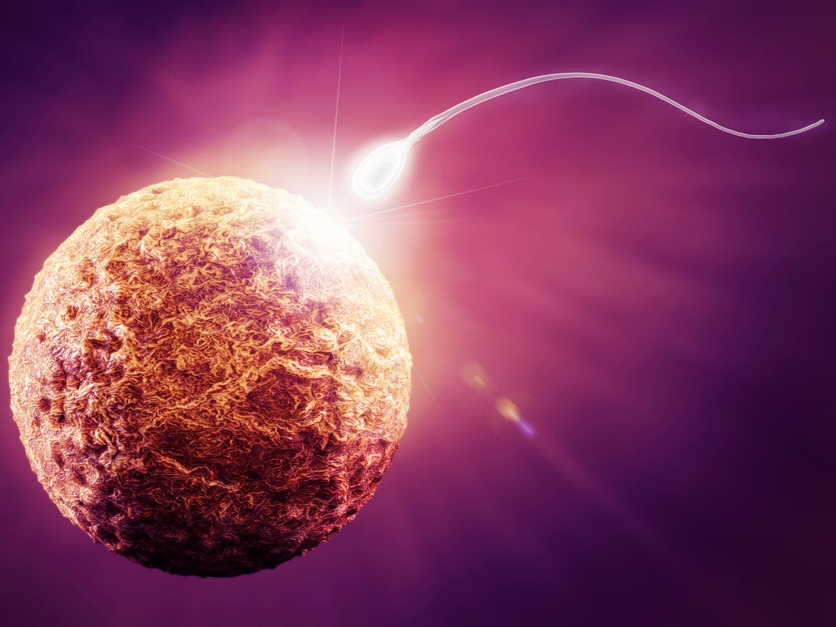 The moment of conception Scientists isolate protein that governs first