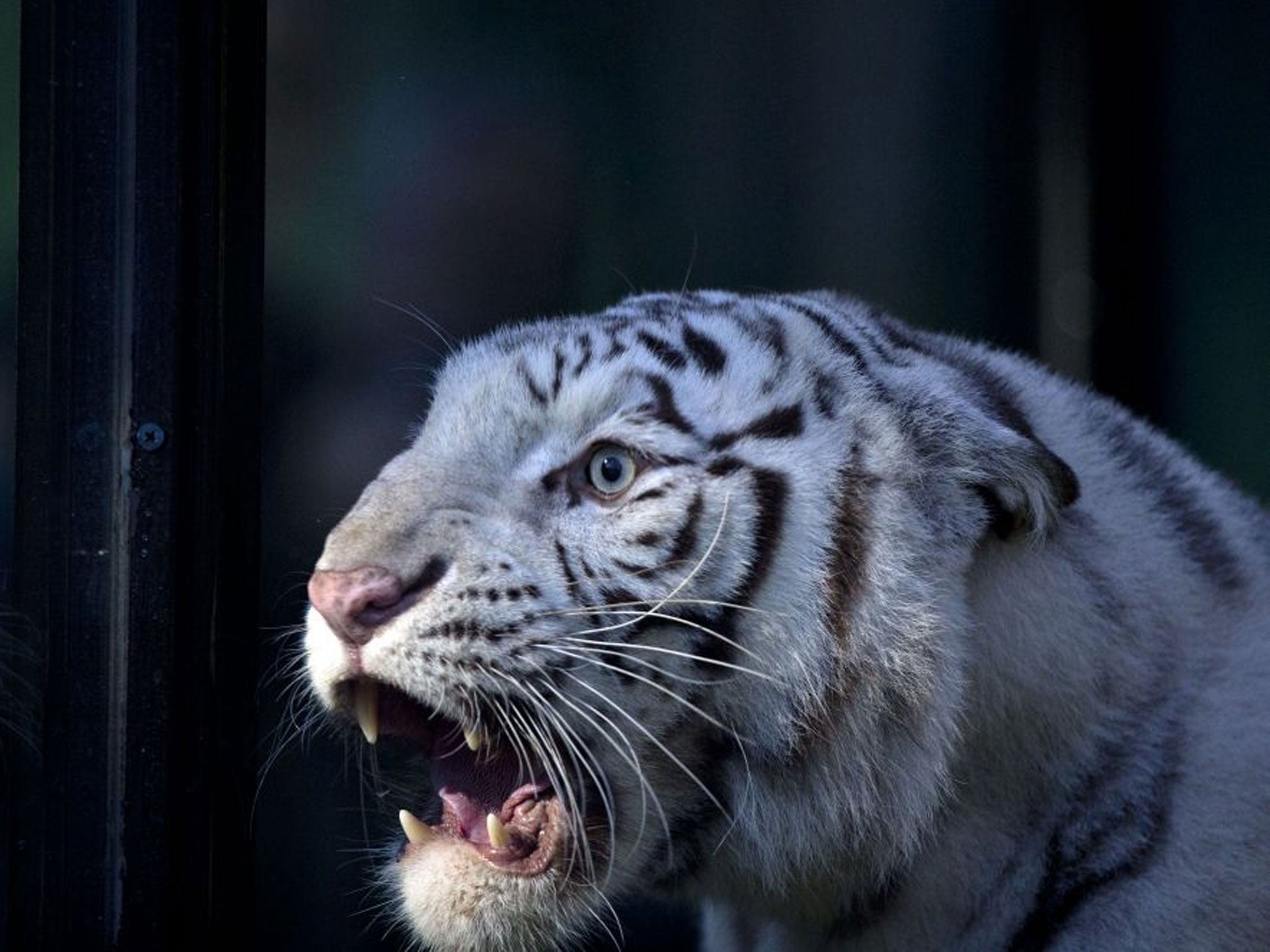 A white tiger like this has mauled a zookeeper to death in Japan.