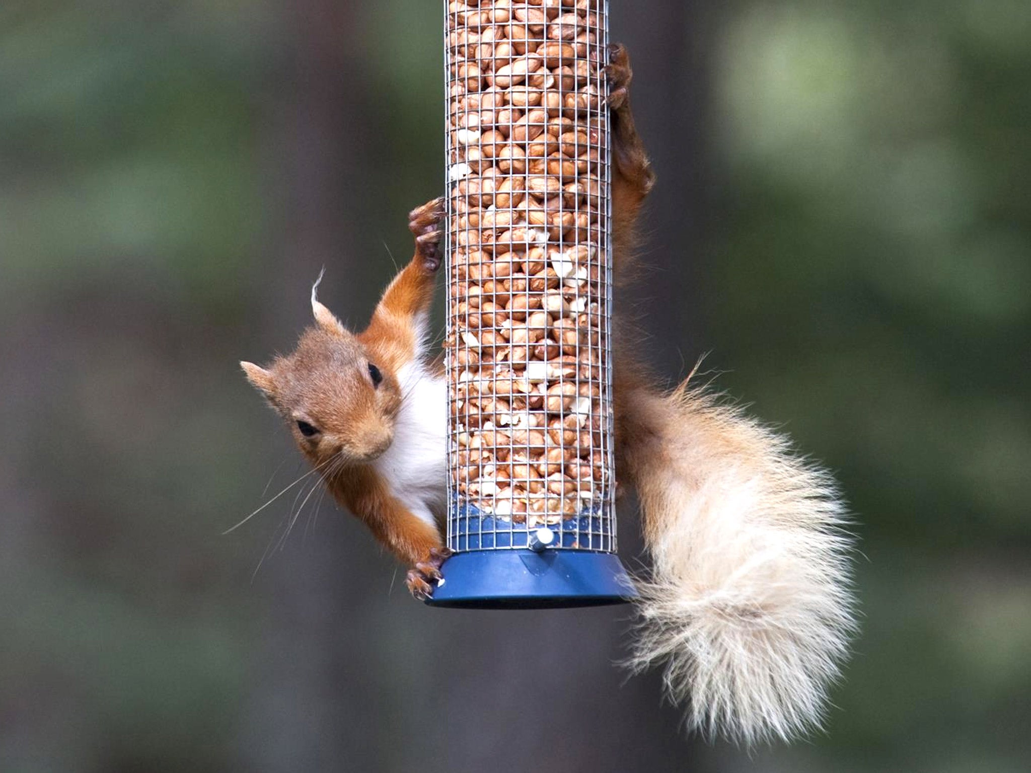 Red squirrels are being wiped out by a virus carried by grey squirrels