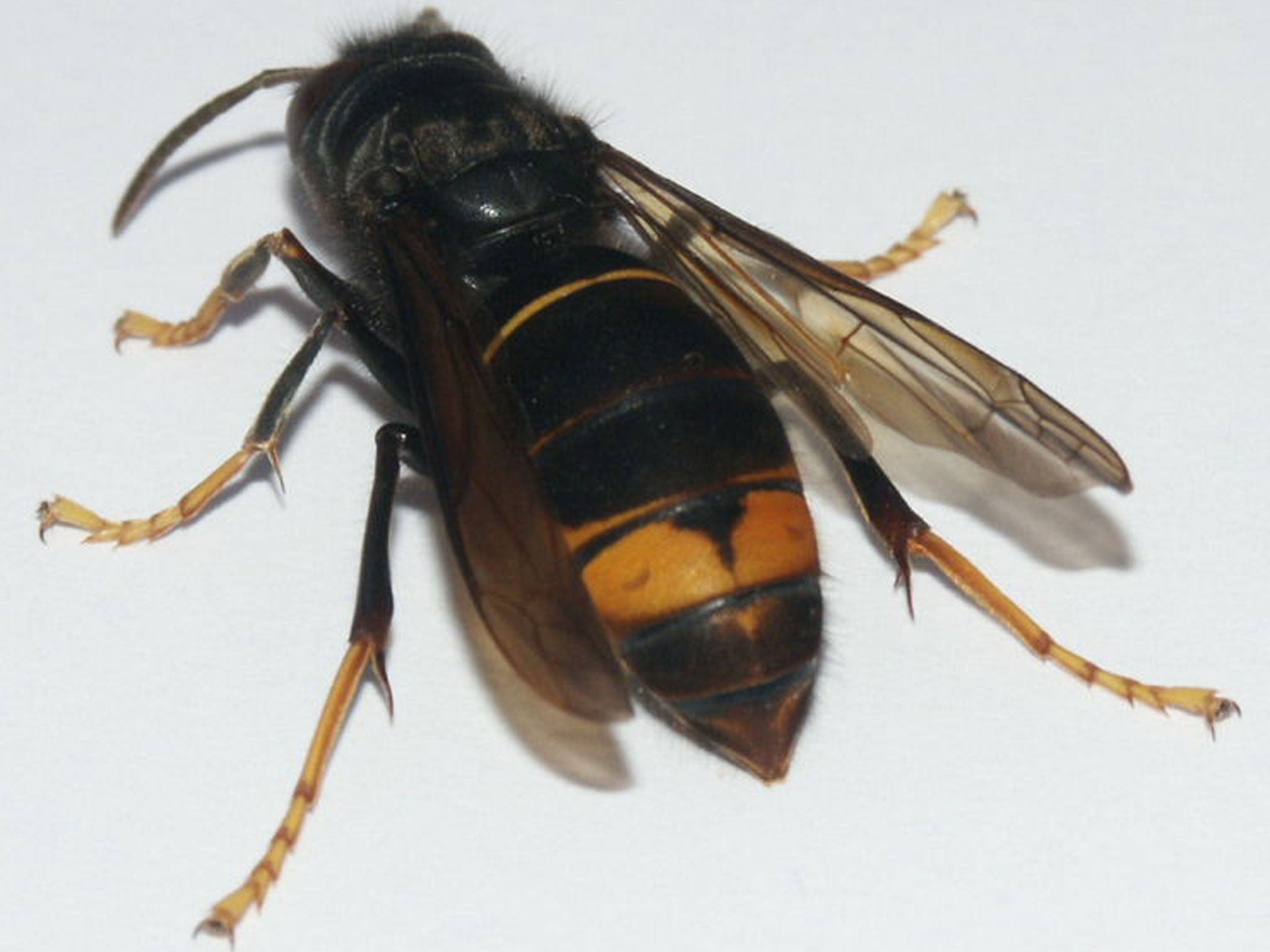 The Vespa Velutina, a predatory Asian hornet, could be heading for England soon 